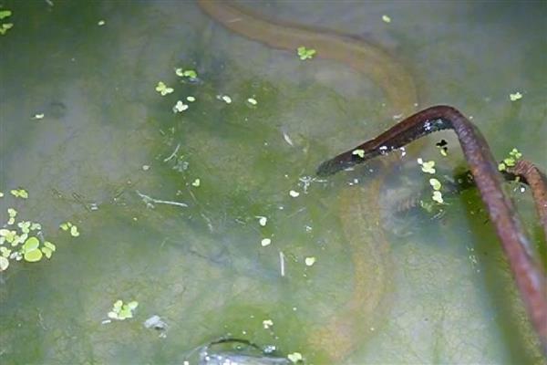 田里的黄鳝从何而来,用河水灌溉时部分黄鳝会进入田中