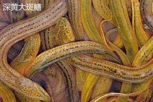 田里的黄鳝从何而来,用河水灌溉时部分黄鳝会进入田中