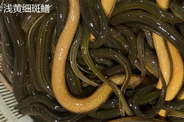 田里的黄鳝从何而来,用河水灌溉时部分黄鳝会进入田中
