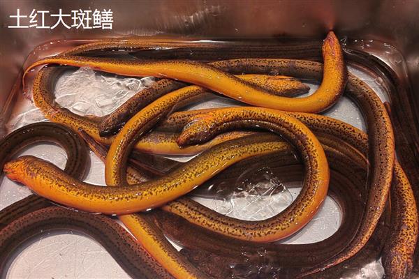 田里的黄鳝从何而来,用河水灌溉时部分黄鳝会进入田中