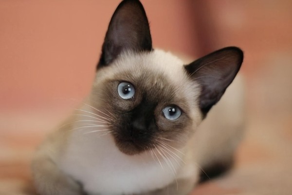 暹罗猫能换主人吗，是可以换主人的