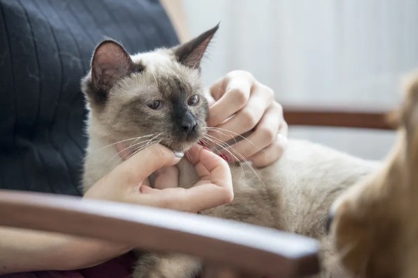 暹罗猫能换主人吗，是可以换主人的