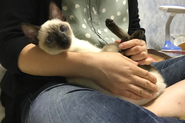 暹罗猫能换主人吗，是可以换主人的