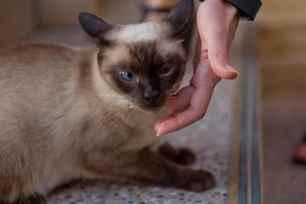 暹罗猫能换主人吗，是可以换主人的