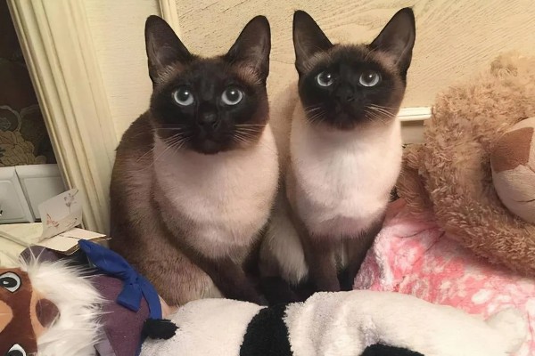 暹罗猫能换主人吗，是可以换主人的