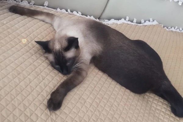 暹罗猫能换主人吗，是可以换主人的