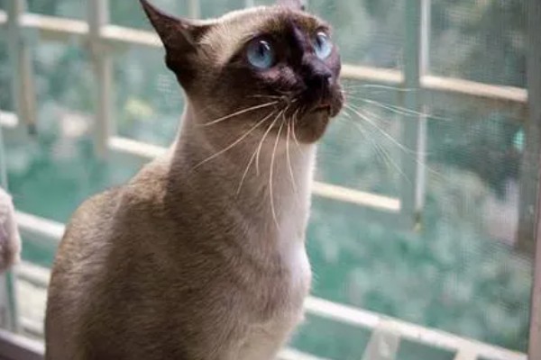 暹罗猫能换主人吗，是可以换主人的