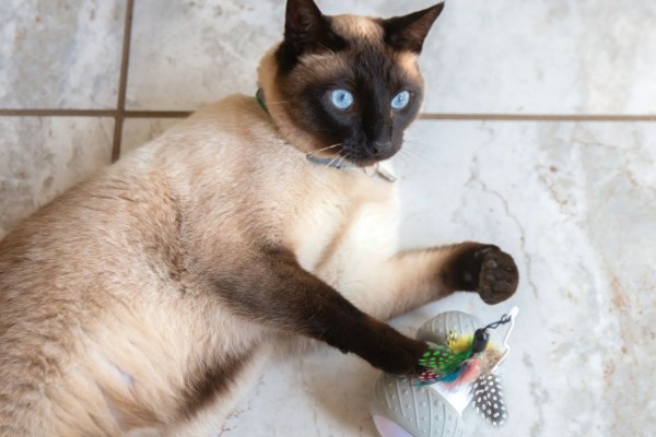 暹罗猫能换主人吗，是可以换主人的