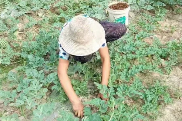阳台怎么种西瓜，种植前先浸种