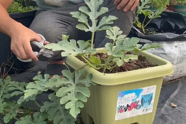阳台怎么种西瓜，种植前先浸种