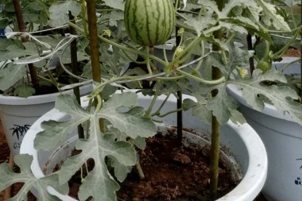 阳台怎么种西瓜，种植前先浸种