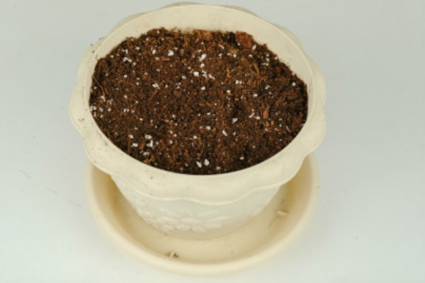 阳台怎么种西瓜，种植前先浸种