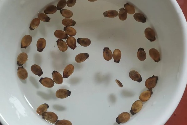 阳台怎么种西瓜，种植前先浸种