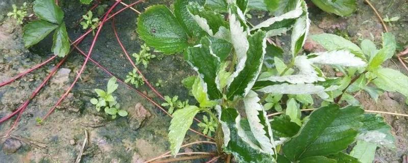 草莓白粉病的防治时间，苗期时注意预防