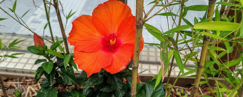 哪些花的花期比较长，常见扶桑花、虎刺梅等品种