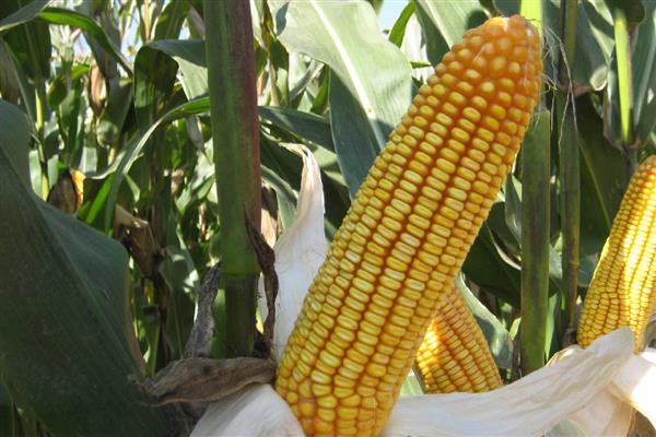 京科968玉米种的特征特性,中抗丝黑穗病等病害