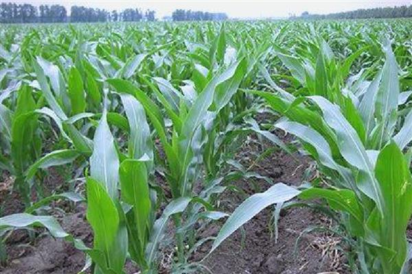 京科968玉米种的特征特性,中抗丝黑穗病等病害
