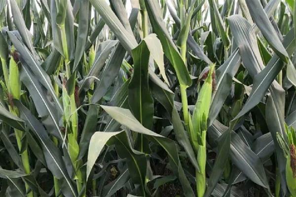 京科968玉米种的特征特性,中抗丝黑穗病等病害