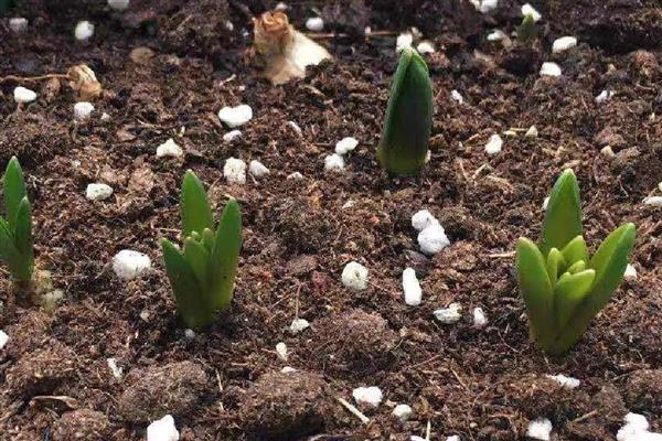 风信子能不能种在土里，土培时要让球茎顶部露出来