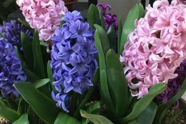风信子能不能种在土里，土培时要让球茎顶部露出来
