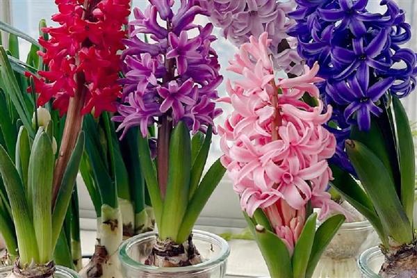 风信子能不能种在土里，土培时要让球茎顶部露出来