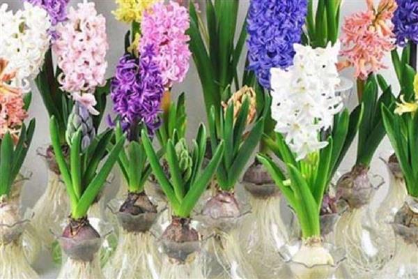 风信子能不能种在土里，土培时要让球茎顶部露出来