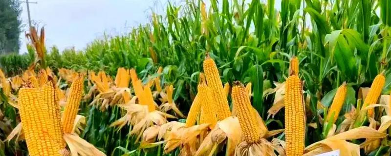 吉农大516玉米种简介，出苗至成熟120天