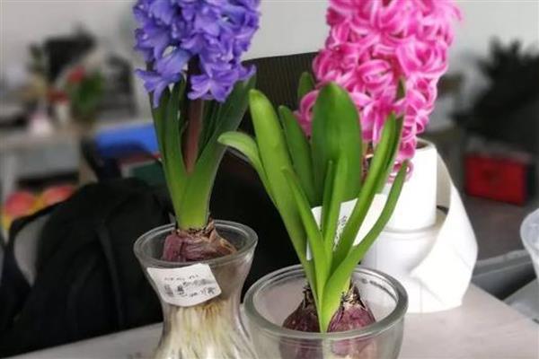 风信子能不能种在土里，土培时要让球茎顶部露出来