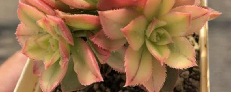 清盛锦的花语，寓意生生不息、热烈的爱等