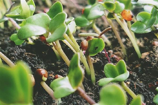 西兰花的育苗技术,播种时一定要均匀