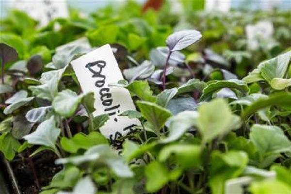 西兰花的育苗技术,播种时一定要均匀