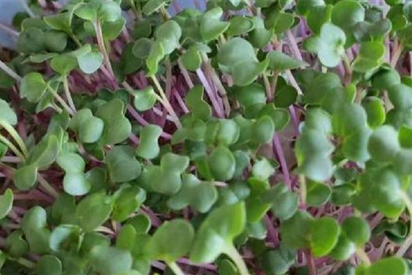 西兰花的育苗技术,播种时一定要均匀