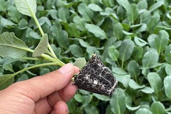 西兰花的育苗技术,播种时一定要均匀