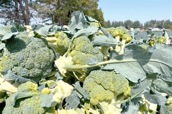 西兰花的育苗技术,播种时一定要均匀