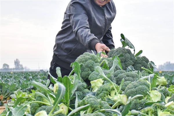 西兰花的育苗技术,播种时一定要均匀
