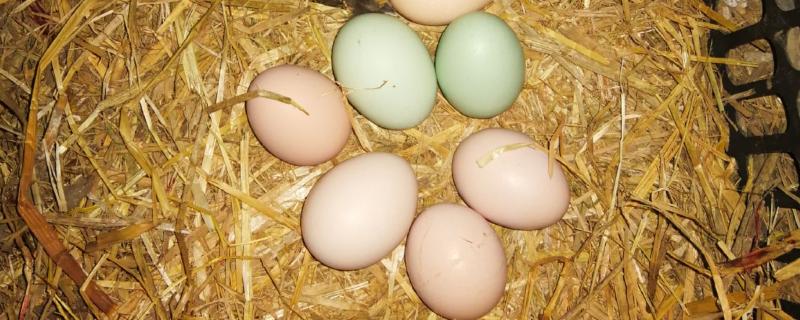 鸡胚的适宜孵化温度，是37-38℃