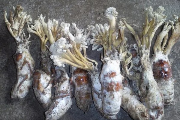 金蝉花是如何形成的，是秋季蝉钻入土中变成蝉蛹