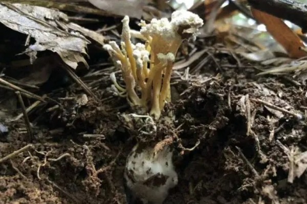 金蝉花是如何形成的，是秋季蝉钻入土中变成蝉蛹