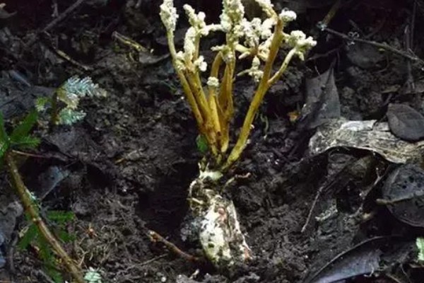 金蝉花是如何形成的，是秋季蝉钻入土中变成蝉蛹