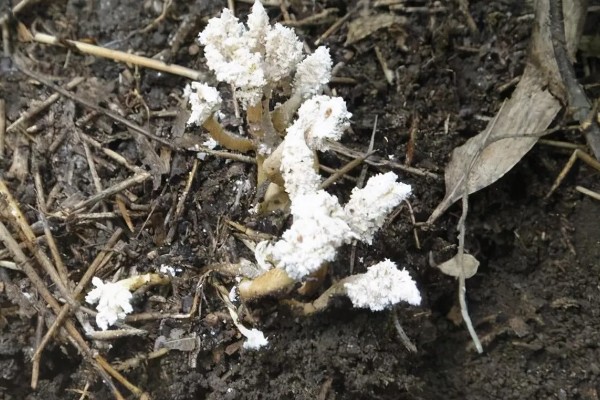 金蝉花是如何形成的，是秋季蝉钻入土中变成蝉蛹