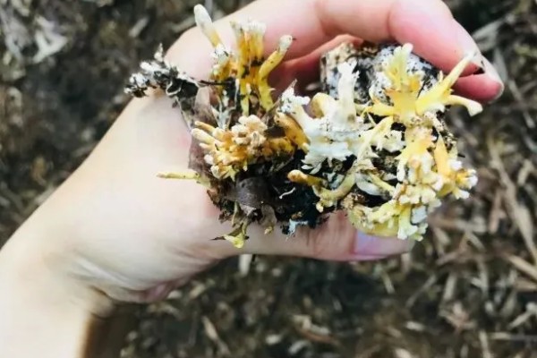 金蝉花是如何形成的，是秋季蝉钻入土中变成蝉蛹