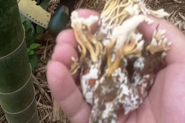 金蝉花是如何形成的，是秋季蝉钻入土中变成蝉蛹