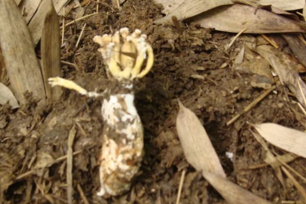 金蝉花是如何形成的，是秋季蝉钻入土中变成蝉蛹