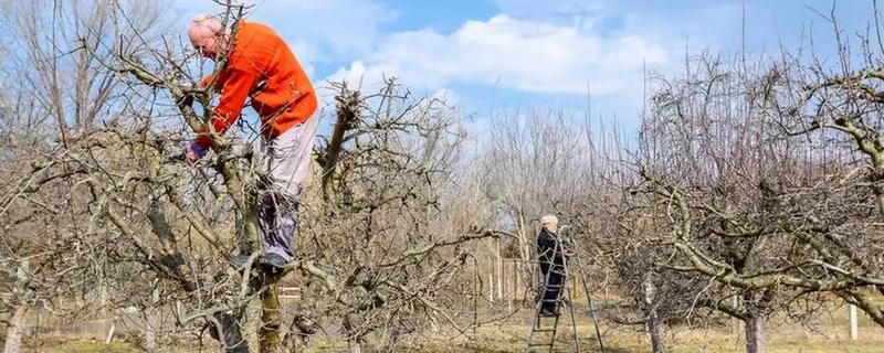 果树冬季清园时间，适合在12月份至次年2月份进行