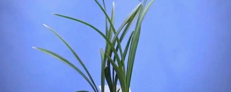 兰花的施肥时间，6月份可追施复合肥