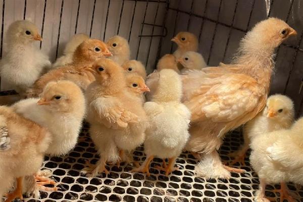 怎么靠养鸡赚钱,下面六点首先要了解