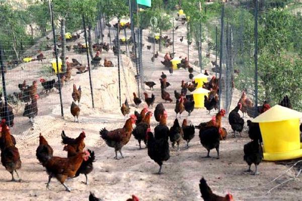 怎么靠养鸡赚钱,下面六点首先要了解