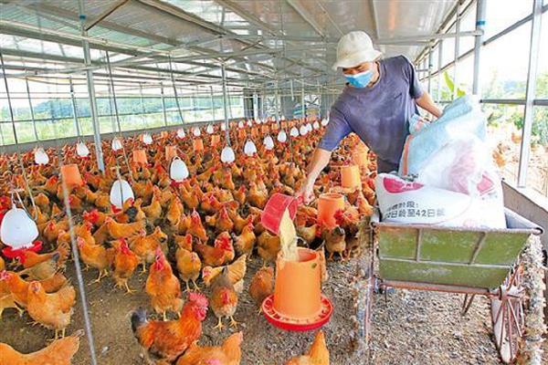 怎么靠养鸡赚钱,下面六点首先要了解