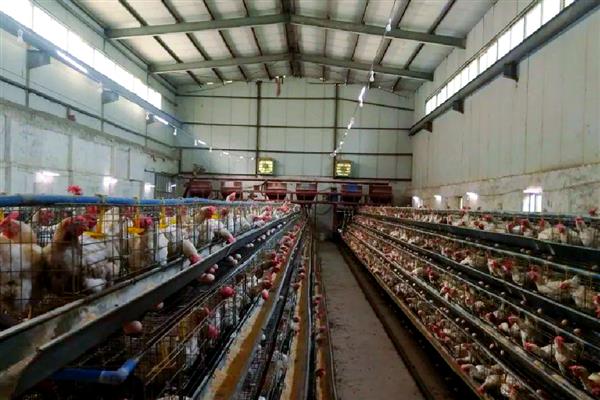 怎么靠养鸡赚钱,下面六点首先要了解