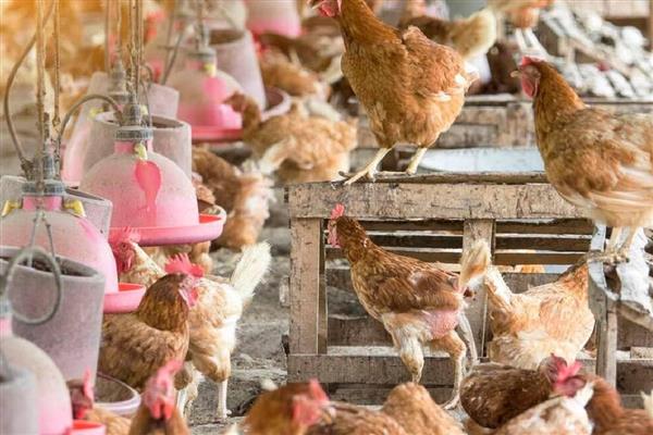 怎么靠养鸡赚钱,下面六点首先要了解